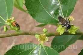 Zizyphus jujuba